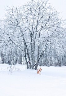 冬日雪后树林雪景