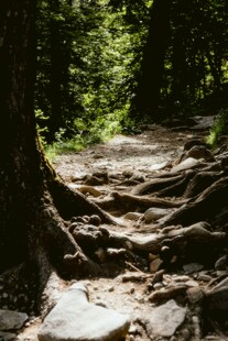 林间石阶步道