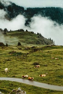 高山牧场云雾草原风光