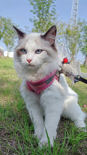 在户外散步的猫