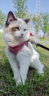 在户外散步的猫