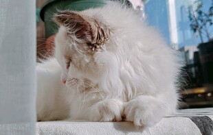 晒太阳的猫