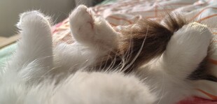 仰卧的猫爪