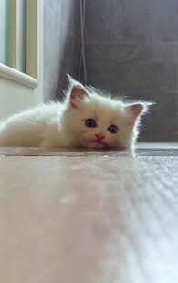 出生不久的奶猫