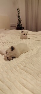 床上的小奶猫
