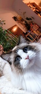 布偶猫