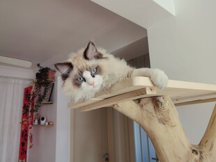 在猫爬架上的猫