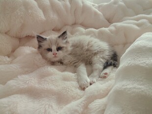 躺在被子上的猫
