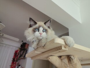 在猫爬架上的猫