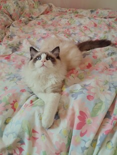 趴在床上的猫