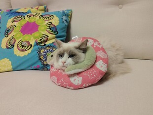 绝育带项圈的猫