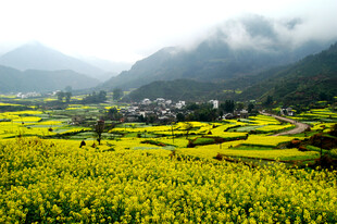 山间油菜花田乡村美景