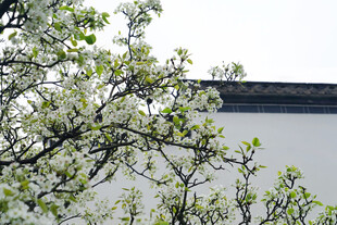 湖畔春日新叶风光