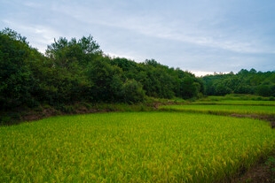 郊野田园风光