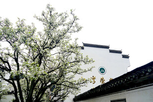春日徽派建筑伴花树