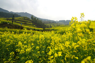 春日山野油菜花田