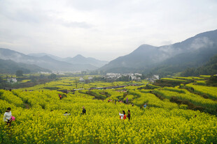 春日山野田园花海
