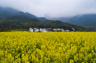 油菜花田山野村落风光