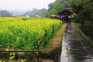 雨后乡野田间小径风光