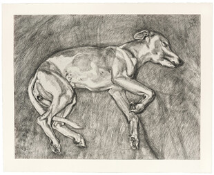 素描休憩灵缇犬