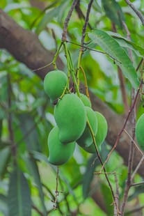 枝头青芒果