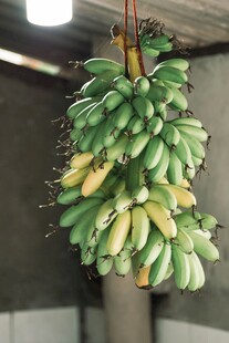 吊挂青黄香蕉串