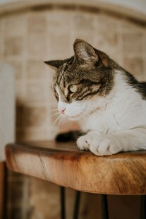 趴在木架上的小猫