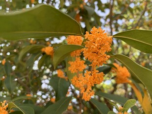 金桂花开满枝头