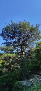 景观松树
