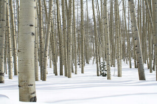 雪地白桦林