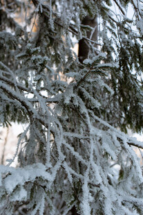 覆雪树枝
