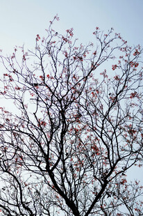 早春花树