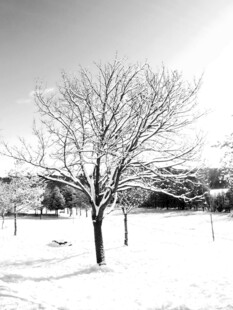 雪地孤树