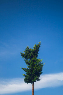 孤松
