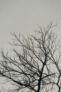 枯枝天空