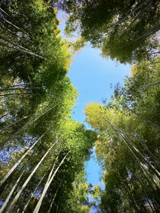 竹林蓝天