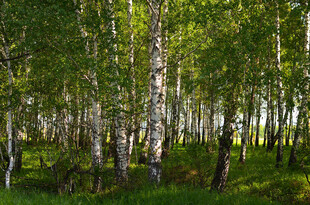 夏日白桦林
