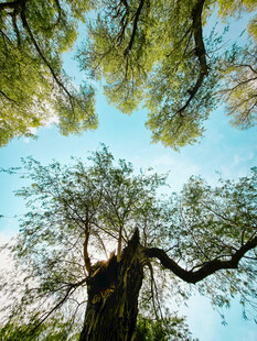 绿树晴空