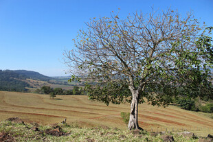 旷野孤树