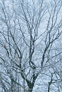 雪后秃枝