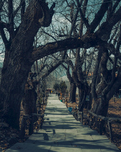 林荫步道