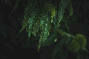 绿植枝叶