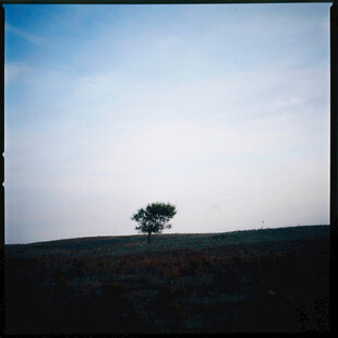 旷野孤树