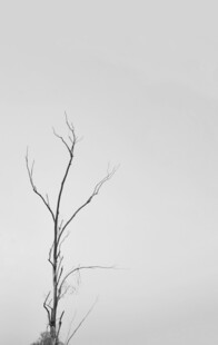 雾中枯枝