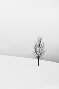 雪地孤树