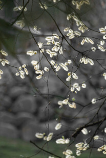 白色小花