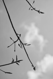 枯枝天空