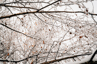 雪后枝桠