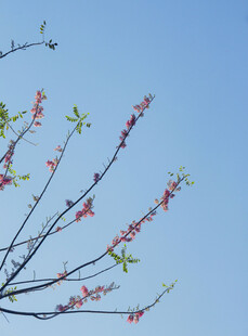 春日花枝