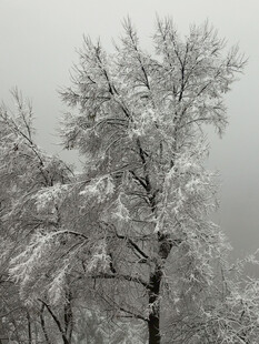 积雪松树